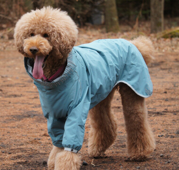 【犬用レインコート】フルカバーのドッグウェア！！梅雨時期のお散歩におすすめのペット服は？