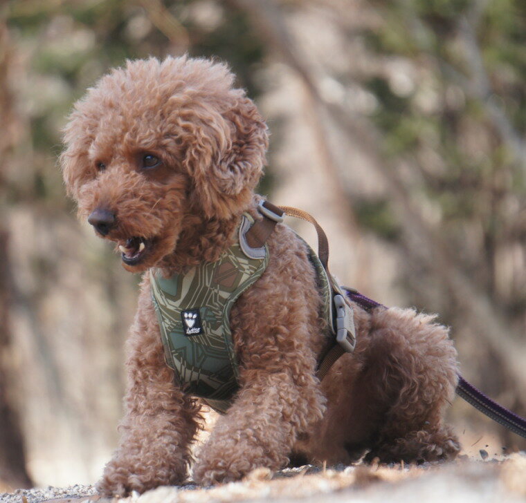 ポイント10倍 フィンランドのドッグブランド【Hurtta】【フルッタ】・ウォーリアハーネス　40〜60サイズのサムネイル