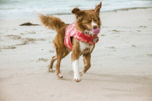 ポイント5倍 21シーズン フィンランドのドッグブランド Hurtta ドッグウェア フルッタ ライフジャケット Savior 小中型犬用ペット ペットグッズ Life Savior 犬用品 小中型犬用 つむぐデザイン ポイント5倍 21シーズン フィンランドのドッグブランド Hurtta ドッグウェア フルッタ ライフジャケット Savior 小中型犬用ペット ペットグッズ Life Savior 犬用品 小中型犬用 つむぐデザイン