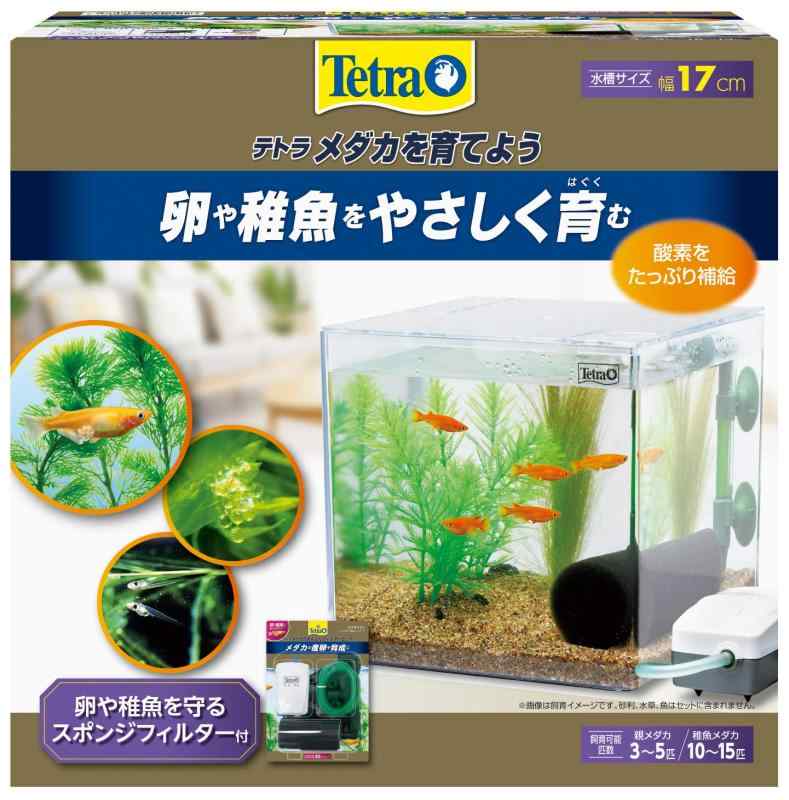 TsuNaGu2017のテトラ (Tetra) プラスチック水槽 メダカを育てよう PL-17KB 卵や稚魚を吸い込まないエアリフト方式のスポンジフィルター採用｜アングル2
