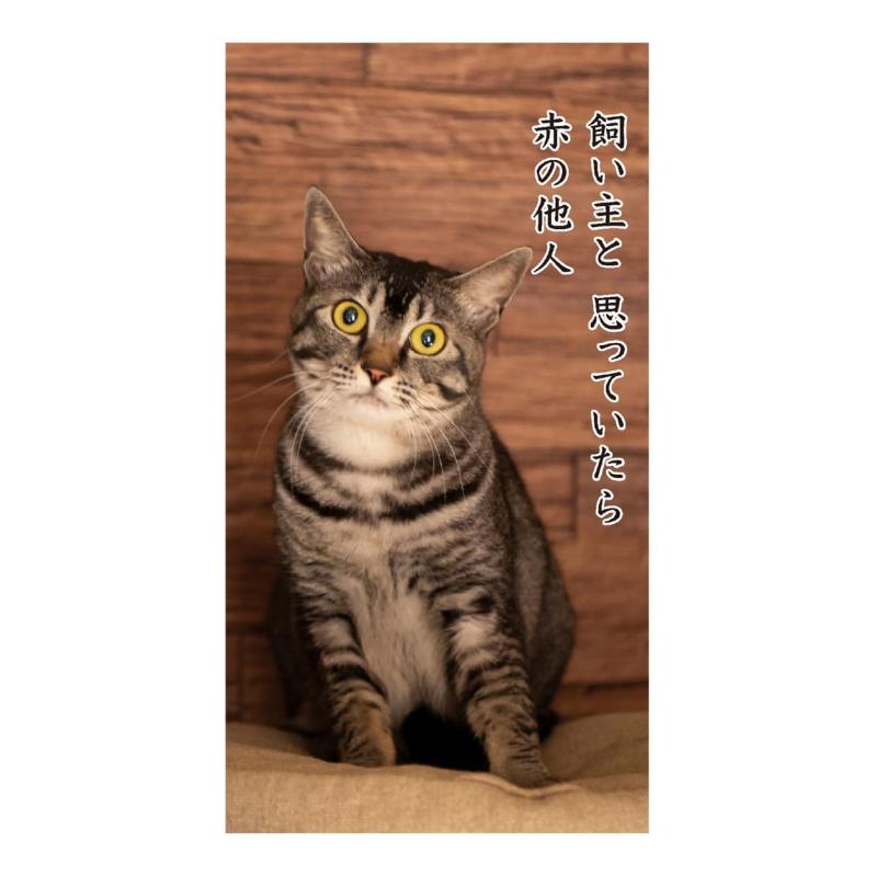 最新モデル 猫川柳 卓上カレンダー ねこ ネコ 猫好き にゃんこ 動物 アニマル かわいい 癒し 面白 おもしろ ユニーク クスッと笑える オフィス デスク テレワーク リモートワーク ギフト プレゼント 贈り物 誕生日 記念日 プチギフト スケジュール 管理 実用的 便利 グッズ tsunagu2017-10088381 TsuNaGu2017 サンプル画像3