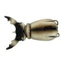 【モリックス(MOLIX)】スーペルナートビートル ホワイトビートル (Supernato Beetle)(4)
