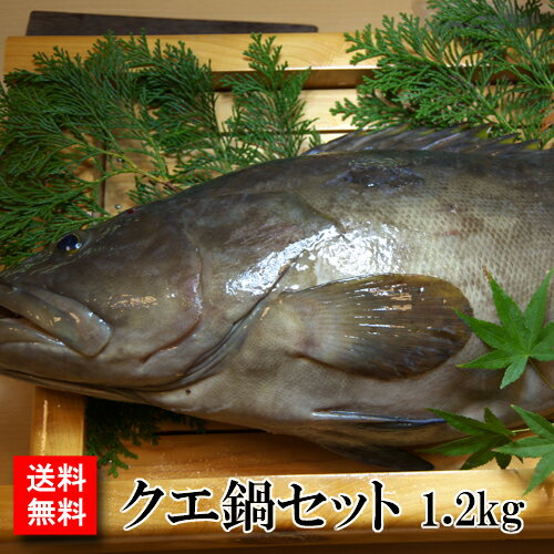 【送料無料】幻の魚 クエ鍋セット　タップリの1.2kg クエ鍋用の切り身とお刺身しゃぶしゃぶ用の三枚お..