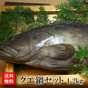 楽天対馬ふれあい産直便【送料無料】幻の魚 クエ鍋セット　タップリの1.2kg クエ鍋用の切り身とお刺身しゃぶしゃぶ用の三枚おろしのダブルセット 高級魚 くえ あら アラ鍋 くえ鍋 鍋物 鍋物セット 海鮮 鍋 グルメ 鍋セット 海鮮鍋 ギフト