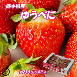 【熊本県産　ゆうべに　いちご　250g×4パック】熊本県　八代産のゆうべにいちごです。極上の一粒　苺　いちご　送料無料