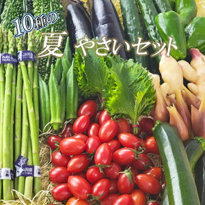 『10％OFFクーポン対象商品』【10種の夏野菜セット】今が旬の夏野菜　なすび　きゅうり　アイコトマト　トマト　新生姜　ゴーヤ　ズッキーニ　オクラ　大葉　みょうが　アスパラ　ピーマン　南瓜　お野菜セット　夏野菜セット　お中元にもおすすめ　御中元