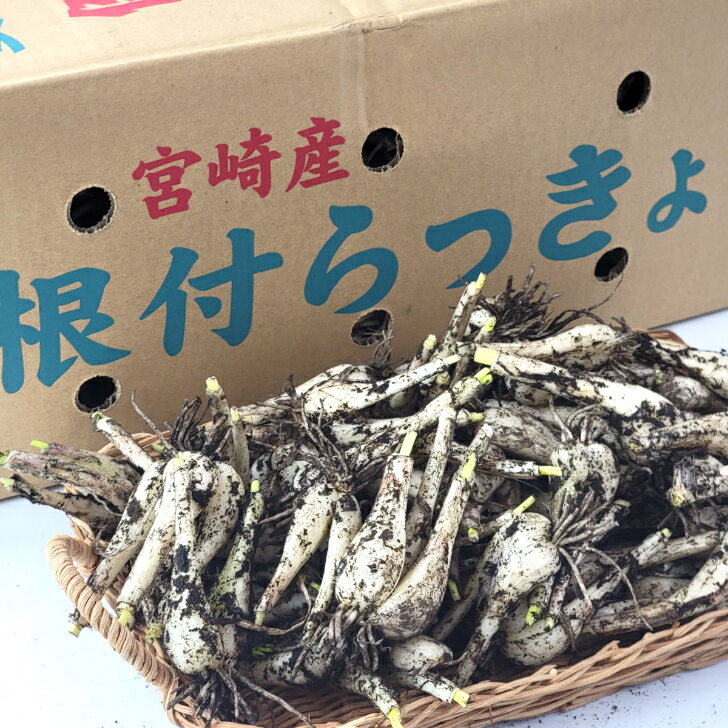 ご予約承り中【宮崎県産 泥付き らっきょう 選べる内容量】宮崎県産　根つきらっきょう　おうちでらっきょう漬け　手作りらっきょう　砂付き　泥つき　らっきょう　漬物のサムネイル