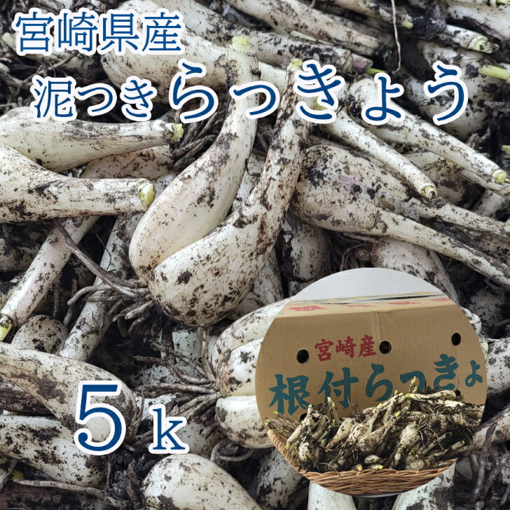 【宮崎県産　泥付きらっきょう　5k】宮崎県産の泥つきらっきょう　5月下旬頃からの発送です　おうちでらっきょう漬け　手作りらっきょう　砂付き　泥つき　らっきょう　漬物