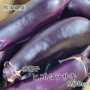 【熊本県産 赤茄子 ヒゴムラサキ M 10本入】熊本県産の赤なすをお届けいたします。赤ナス ひごむらさき 阿蘇なす 阿蘇ナス 阿蘇茄子 なすび ナス 茄子 浅漬け 焼きなす 煮びたし 送料無料 熊本野菜 お歳暮 お野菜セット
