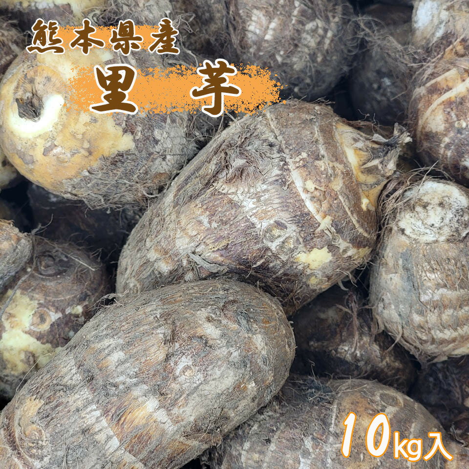 【熊本県産　里芋　2L〜Lサイズ　10k入】くまもと　サトイモ　さといも　御歳暮　おせち　おせち料理　ねっとり　もっちり　送料無料のサムネイル
