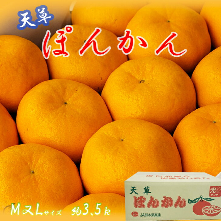 予約受付中！【熊本県産　天草ポンカン　L又M　約3.5k】天草産ぽんかん　12月上旬より発送　あまくさ　ぽんかん　ポンカン　柑橘セット　フルーツギフト　お歳暮　御歳暮　送料無料　JA本渡五和のサムネイル