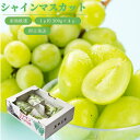 敬老の日おすすめ【産地厳選 シャインマスカット 2p or 4p入】熊本県産 福岡県産 長野県産のシャインマスカットをお届けいたします 敬老の日におすすめです 九州産 フルーツギフト ぶどう 巨峰 種なしぶどう