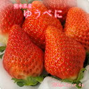 【熊本県産 ゆうべに いちご 250g×2p or 4p】熊本県 八代産のゆうべにいちごです。極上の一粒 苺 いちご 送料無料 フルーツギフト
