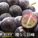 【産地厳選 種なし巨峰 2p or 4p】種なし巨峰 巨峰 熊本 福岡 長野 山梨 岡山県産 巨峰 ぶどう 葡萄 フルーツ 果物 くだもの 御中元 産地厳選 フ...