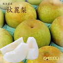 ご予約承り中【熊本県産 秋麗梨 選べる内容量】幻の梨 熊本県産秋麗梨 吉野 荒尾 八代 熊本なし 幸水 豊水 新高 あきづき 高糖度 希少 しゅうれい フルーツギフト フルーツセット