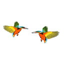 カワセミ ワッペン 左右セット 翡翠 野鳥 川蝉 グッズ アイロン ワッペン パッチ