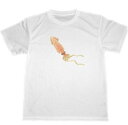 烏賊 ドライ Tシャツ 栗本丹洲?イカ 釣り ヤリイカ イカ釣り グッズ
