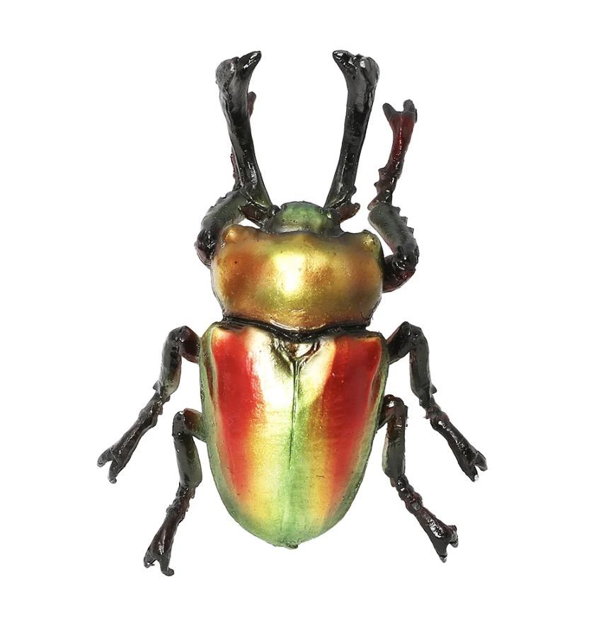 yzFOREST MAG RAINBOW BEETLE jWCNK^@Nbvz_[ 57949