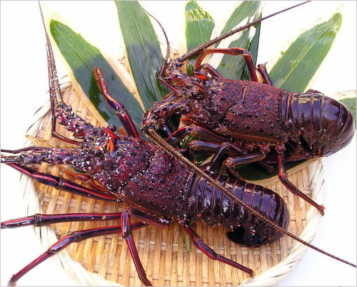 訳あり冬季限定伊勢海老 ※北海道、沖縄県につきましては別途送料がかかります※冬季常温発送予定