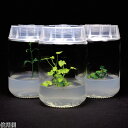 ★7/19-26 P最大27倍★【全国配送可】-植物培養容器 ガラス容器 220mL 100個入 PhytoTechnology Laboratories、 L...