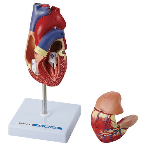 ※個人宅への配送はサイズごとに別途送料がかかります。●血液の流れや心臓のつくり、脈拍数と心臓の拍動数を調べます。心房・心室・弁の構造が観察できる実物大の心臓模型です。部品の取付がマグネット式で、取付が容易なタイプです。【スペック】●サイズ／110×110×205mm●材質／プラスチック●付属品／スタンド理科 実験 理科準備室 理科の実験 21理科 6年生 動物のからだのはたらき 22理科 23理科更新日 2024/05/31 callme コールミー コール・ミー 明日 楽 ソロエル アリーナ オフィス 家具 ココデ coco 事務所 tano タノメ 免税 TAXFREE DUTY 爆買 月島堂 tukishima オフィス家具 インテリア 家具 アウトレット レイアウト 新品 お買い得 限定 送料無料 送料込み 送料込 通販 通信販売 人気 ランキング 楽天 楽天市場 ネットショッピング 会社 会社用 プロ オフィス 事務所 業務用 仕事用 商談 打ち合わせ 会議室 事務室 事務 作業用 事務用 かわいい　座り心地　おしゃれ お洒落 クール かっこいい ネットカフェ用 ネットカフェ マンガ喫茶 漫画喫茶 学校 小学校 中学校 高校 高等学校 専門学校 大学 大学院 オフィス 事務所 店舗 インボイス対応 適格請求書 制汗グッズ　清涼　台風　ひんやり　アイス　クーラー　冷感　首元 冷やす 熱中症 汗 暑さ対策 キャンプ バーベキュー アウトドア フェス 祭り イベント テーマパーク 行列 登山 ハイキング スポーツ ジョギング ランニング スポーツジム 散歩 ウォーキング 筋トレ ストレッチ　UV対策　梅雨　雨★月島堂はインボイス対応済！インボイスのご請求書、領収書をご発行可能です。★業界最安値に挑戦！専門店ならではの納得価格。★創業25年の信頼と実績！★多くのお客様に選ばれ、累積受注件数35000件突破！★月島堂は90％以上のお客様にご納得いただいております。★お気軽にお見積もりご依頼下さい★お見積りはこちらから★