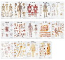 ★ポイント最大16倍★【全国配送可】-人体解剖学チャート(ポスターサイズ) ラミネートバン 品番 my11-2230-0027 1入り-【MY医科器機】JAN