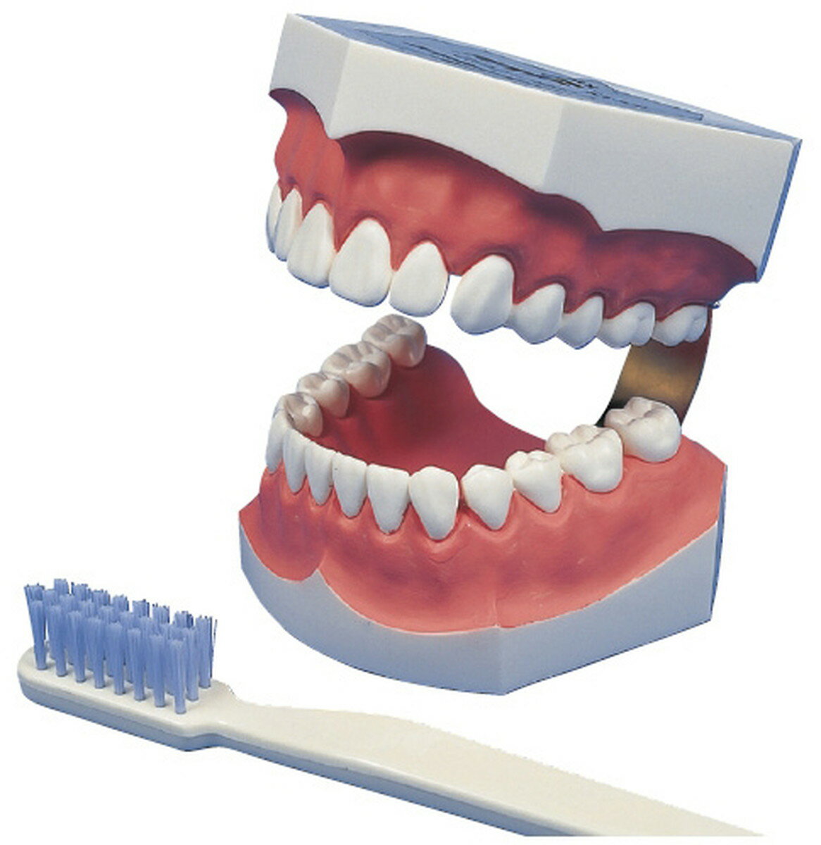 ★いまだけ ポイント最大16倍★【全国配送可】-2倍大歯磨き指導用模型 永久歯列 12032-000 NNS3 品番 my11-2765-00-- 1入り-【MY医科器機】JAN 4994081319884
