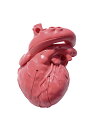 ★7/19-26 P最大27倍★【送料無料】-CardioModelEV(成人正常 XC-03T(アカ) 品番 my24-7808-00-- 1入り-【MY医科...