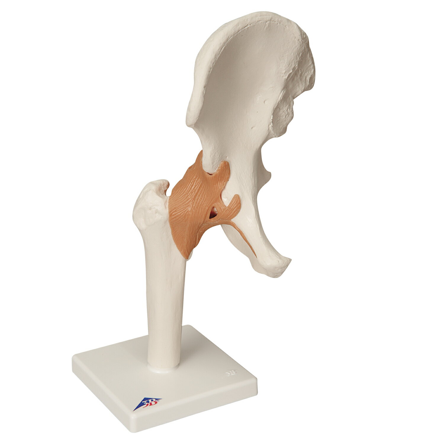 ★ポイント最大16倍★【送料無料】-股関節モデル（台付） A81(17X12X33CM) 品番 my11-2050-01-- 1入り-【MY医科器機】JAN