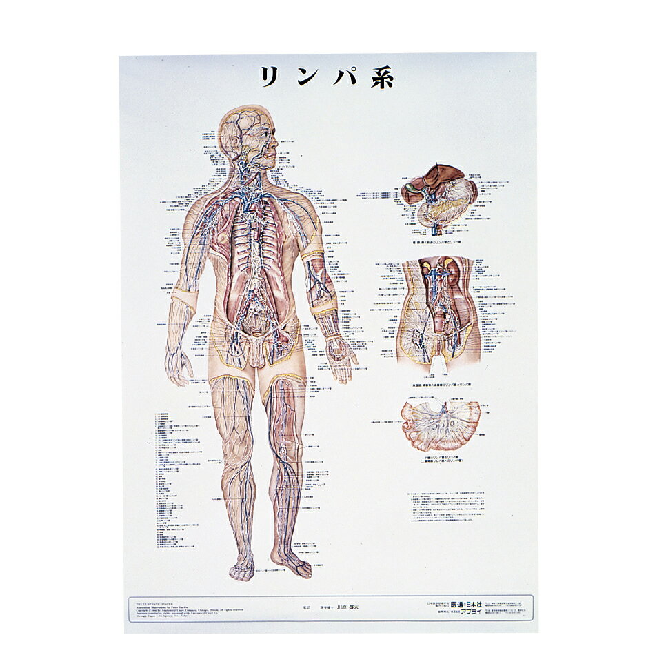 ★ポイント最大16倍★【全国配送可】-人体解剖学チャート（ポスターサイズ） ラミネートバン 品番 my11-2..