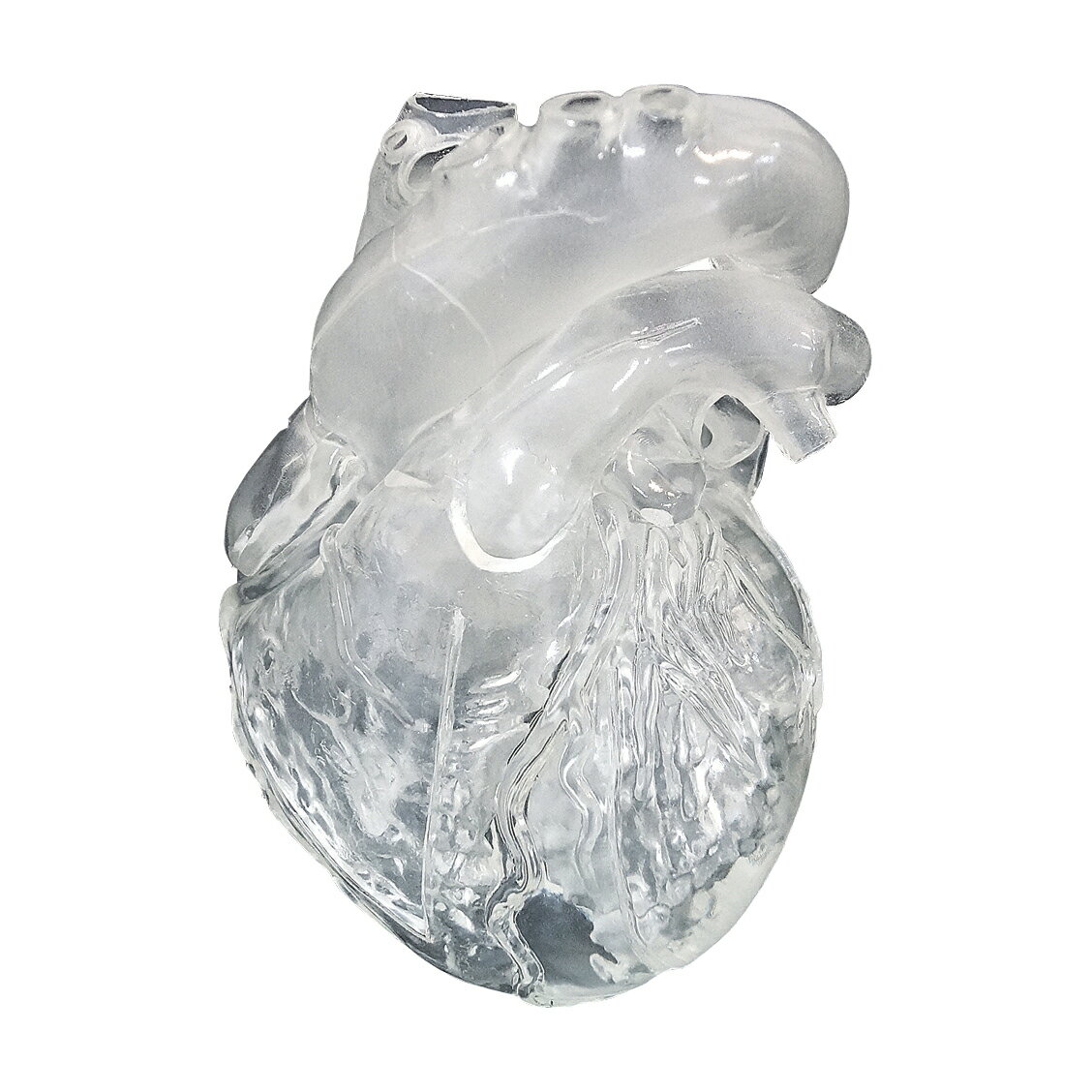 ★ポイント最大16倍★【送料無料】-CardioModelEV（成人正常 XC-04T(トウメイ) 品番 my24-7808-01-- 1入り-【MY医科器機】JAN