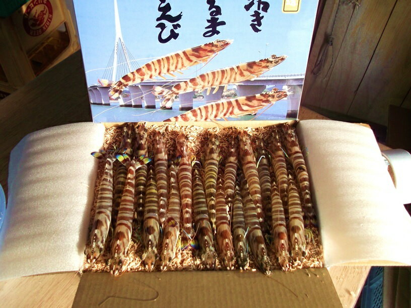 活き車海老1000g（22〜30尾前後）車海老 お中元 お歳暮 プリプリ チャーミング 秋穂 ギフトのサムネイル