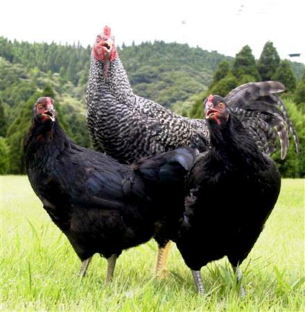 鍋セット 鶏 鳥鍋 美味しい 鍋 セット お取り寄せグルメ お鍋セット 鶏肉 国産 鶏もも肉 鳥もも肉 手羽元 もも肉 モモ肉 胸肉 むね肉 ムネ肉 鶏胸肉 鶏むね肉 鳥むね肉 冷凍鍋 晩酌 楽しい お取り寄せ 地鶏 黒さつま鶏 地どり鍋 ダイゼンファーム 鹿児島
