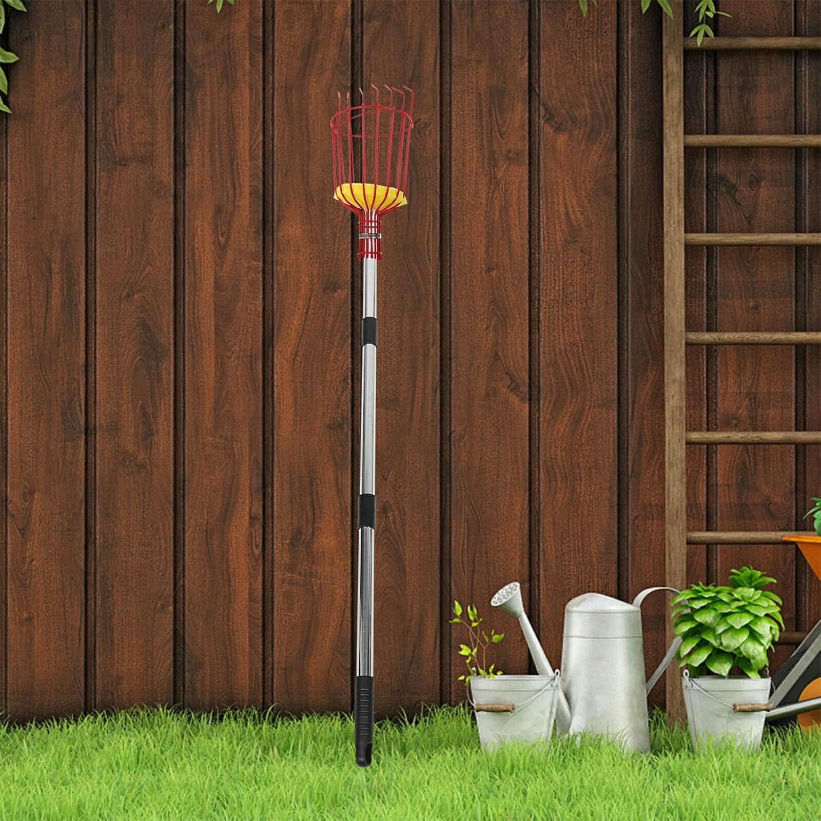 �ޥ󥴡� �ԥå��� �ġ��� �ե롼�� ����� �ԥå��� �ݡ��� �ġ��� ���åץ� ���åץ� �ԥå��� ���� �Υʥ� ZBD