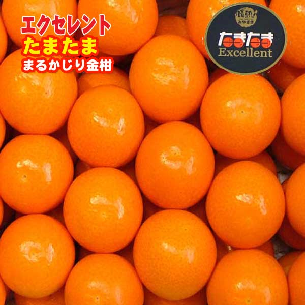 【予約受付商品】［産直宮崎県］完熟きんかんの王様『たまたまエクセレント』完熟金柑【特大】2Lサイズおよそ42〜50個およそ1kg入り。整列手詰め化粧箱入り。のサムネイル