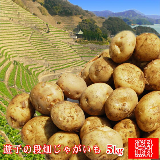 今年も来ました〜!遊子のじゃがいもの季節です。今年もホクホク、お届けします。【遊子5】遊子の段畑じゃがいも 5kg(サイズ込み)【※天候にもよりますがご注文順に1週間〜10日前後で順次発送致します。】【愛媛県産】【送料無料】じゃがいも ジャガイモ 芋 遊子