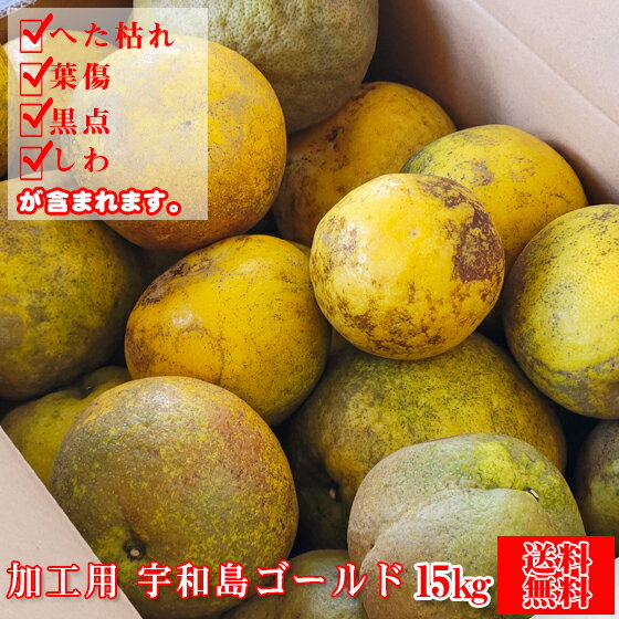 【加工ゴ 15】加工用 宇和島ゴールド 15kg （サイズ無選別・傷・黒点・ヘタ枯れ・ヤケ・シワ等が含まれます。）（ジュース、ゼリー用です。）【愛媛県産】【送料無料】河内晩柑 愛南ゴールド 美生柑 宇和ゴールド みかん 柑橘のサムネイル