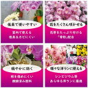 東商 洋ランの肥料 500g 1個