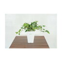 グリーンクロス 人工樹木/人工観葉植物 アイビー 6300028775 1点