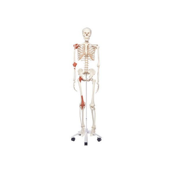 人体骨格模型 1個