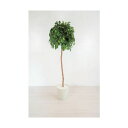 グリーンクロス 人工樹木/人工観葉植物 ベンジャミン 6300028765 1点