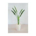 グリーンクロス 人工樹木/人工観葉植物 ストレチア 6300028766 1点