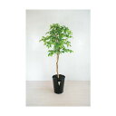 グリーンクロス 人工樹木/人工観葉植物 ナツツバキ 6300028784 1点