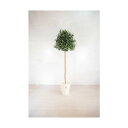 グリーンクロス 人工樹木/人工観葉植物 オリーブ 180cm 6300028787 1点