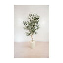 グリーンクロス 人工樹木/人工観葉植物 オリーブ 160cm 6300028788 1点