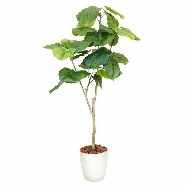 光触媒インテリアグリーン ウンベラータ150cm 鉢付き 6300069590 1本