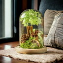 森 プリザーブドフラワー ガラスドーム ナイトライト ディフューザー ドライフラワー 花 お花 花束 観葉植物 ブリザードフラワー フラワーアレンジメント おしゃれ オーナメント インテリア 雑貨 置物 ギフトボックス ラッピング【Bello Life】【台湾直送】【送料無料】(4)