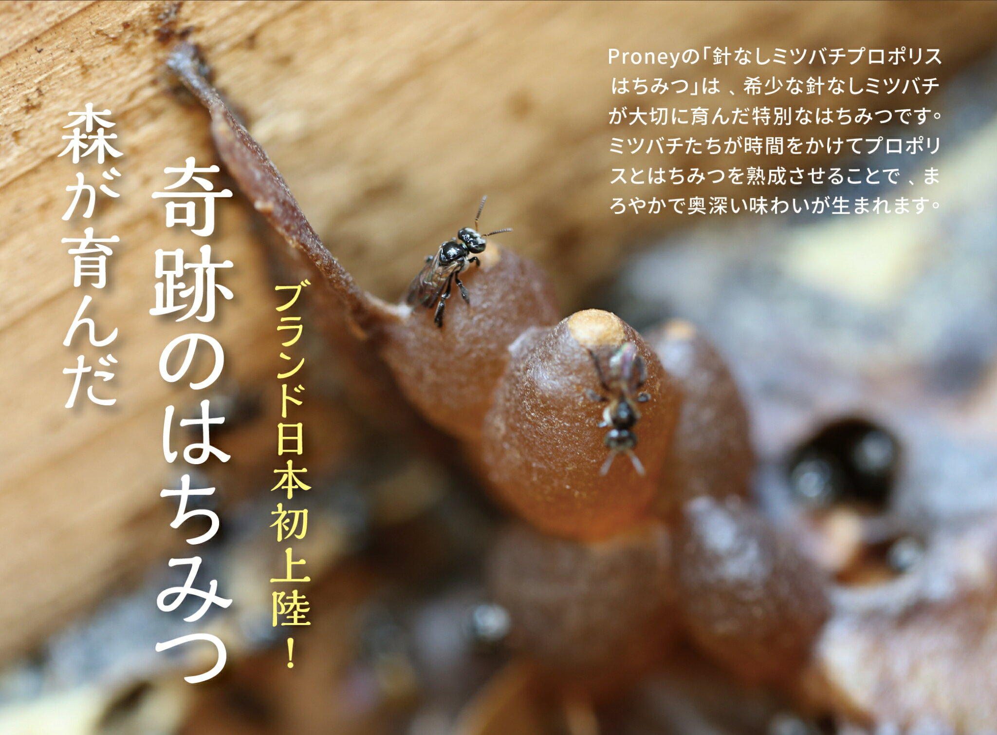 【15倍ポイント】純粋はちみつ 微醺 40g プロポリス 天然はちみつ 天然 純粋 無添加 蜂蜜 はちみつ ハチミツ ハニー 針なしミツバチのはちみつ【迎蜂 ing Stingless Bee】【台湾直送】【送料無料】