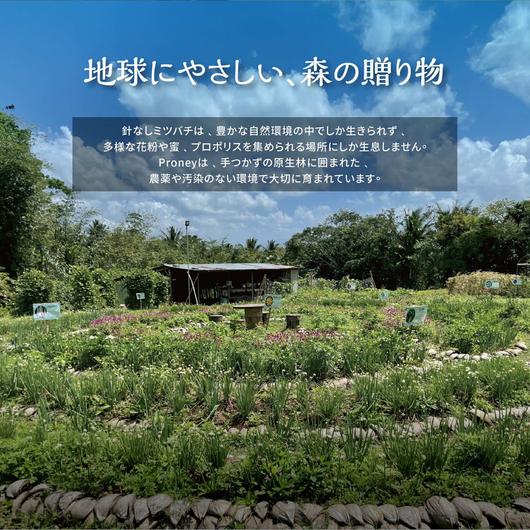 【15倍ポイント】純粋はちみつ 微醺 40g プロポリス 天然はちみつ 天然 純粋 無添加 蜂蜜 はちみつ ハチミツ ハニー 針なしミツバチのはちみつ【迎蜂 ing Stingless Bee】【台湾直送】【送料無料】