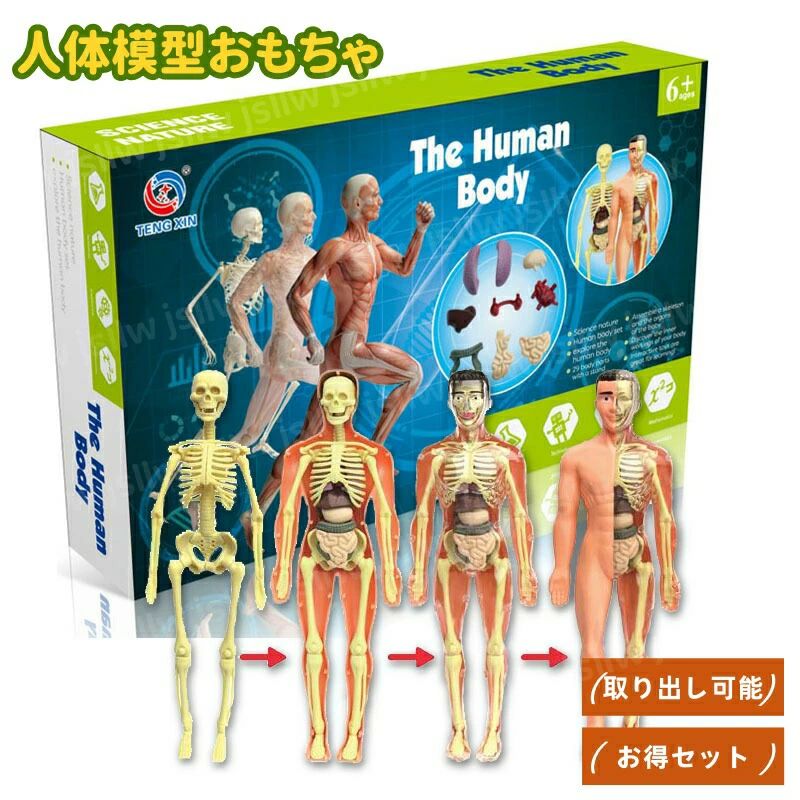 人体模型おもちゃ 取り外し お得セット 教具 人体解剖学モデル 取り外し可能 胴体解剖学モデル 医学生..